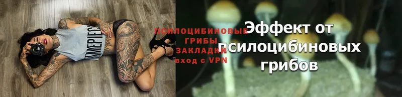 Галлюциногенные грибы Magic Shrooms  Ужур 